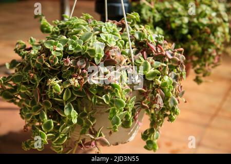 Bella Crassula pellucida in vaso piante nel giardino Foto Stock