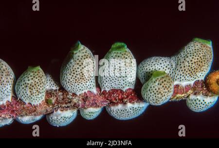 Verde scogliera mare-squirt (Didemnum molle) dalle Maldive. Foto Stock