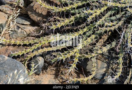 Euphorbia sp. (Possibilmente E. unligiana) da Engaruka, Tanzania. Foto Stock