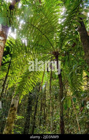 Felce di albero (Alsofila sp.) da Andasibe-Mantadia NP, Madagascar. Foto Stock