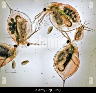 Acqua delle pulci, Daphnea sp., dal sud-ovest della Norvegia. Foto Stock