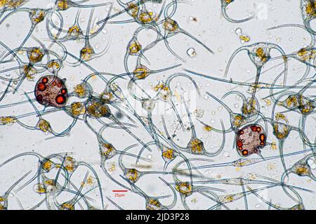 Dinoflagellati del genere Ceratium e due cellule di Protoperidinio depressum in un campione raccolto dalle acque della Norvegia meridionale all'inizio di J. Foto Stock