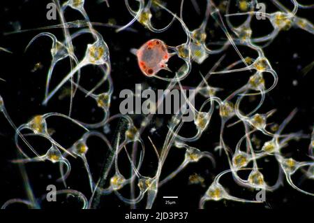 Dinoflagellati del genere Ceratium e due cellule di Protoperidinio depressum in un campione raccolto dalle acque della Norvegia meridionale all'inizio di J. Foto Stock