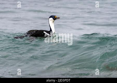 Lo shag antartico (Phalacrocorax ransfieldensis) dell'Isola di Re Giorgio, Isole Shetland meridionali, Antartide. Foto Stock