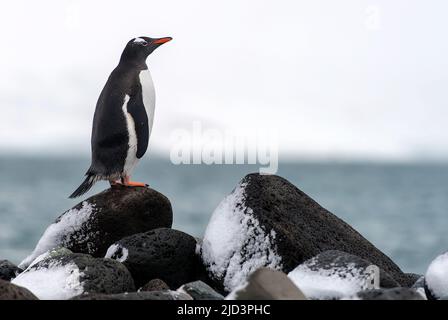 Pinguino Gentoo (Pincoscelis papua) all'Isola dei Pinguini, Isole Shetland meridionali, Antartide Foto Stock