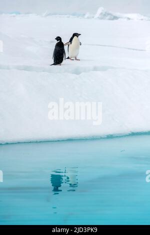 Penguine riflessione. I pinguini di Adelie (Pygoscelis antartide) si riflettono nelle fredde acque antartiche delle scogliere di Madder, Kinnes Cove, Paulet Island, anta Foto Stock