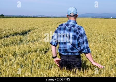 L'agricoltore tocca con orgoglio le spighe di grano che maturano all'inizio dell'estate. Un agronomo stima la resa del raccolto di grano dorato prima del raccolto. Foto Stock