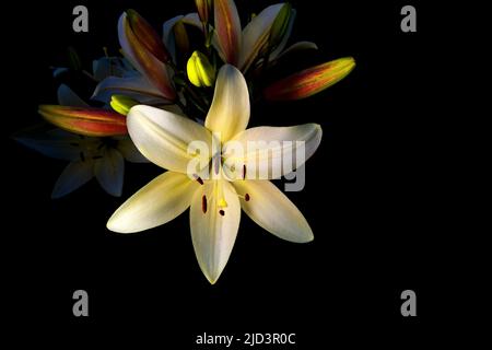 Fiore di Lily con boccioli aperti, su sfondo nero. Isolato su nero. Messa a fuoco soft selettiva Foto Stock