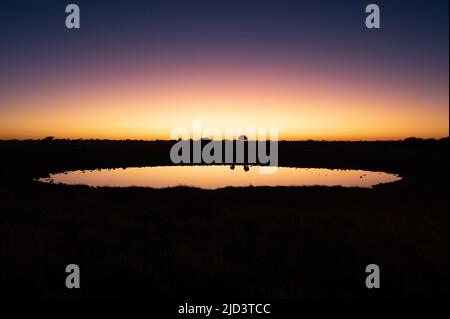 Riflesso del rinoceronte nero nel varco di Okaukuejo al tramonto nel Parco Nazionale Etosha in Namibia Africa Foto Stock