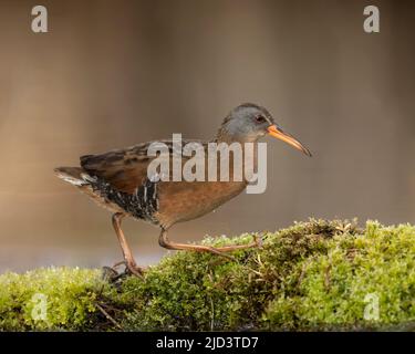 Virginia Rail (Rallus limicola), Kamloops, Canada, Nord America Foto Stock