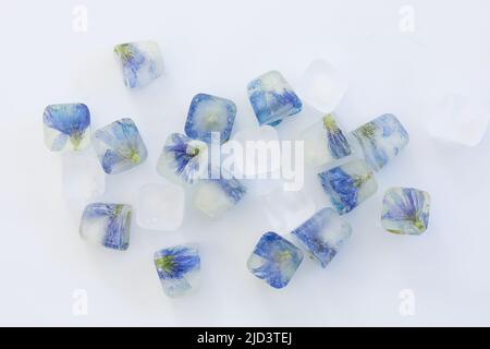 Fiori congelati in cubetti di ghiaccio isolati su sfondo bianco. Vista dall'alto Foto Stock