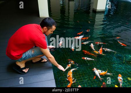 Guy nutrire il gregge di pesce carpa giapponese che nuotano nello stagno. Edificio residenziale giardino interno. Foto Stock