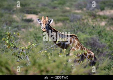 una giraffa che sbucciava dai cespugli nella foresta, guardando la macchina fotografica molto vicino. Parco Nazionale di Etosha Foto Stock