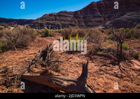 Princes Plume Wildflower fiore nel clima duro del deserto. Offrono un bel contrasto contro le scogliere di roccia rossa e il paesaggio del deserto. Foto Stock