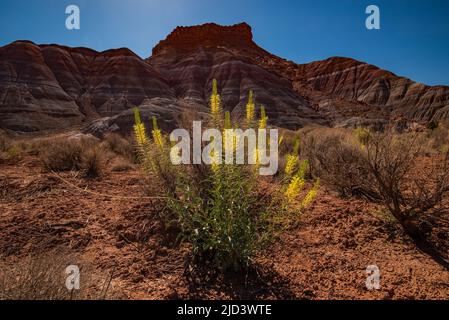 Princes Plume Wildflower fiore nel clima duro del deserto. Offrono un bel contrasto contro le scogliere di roccia rossa e il paesaggio del deserto. Foto Stock