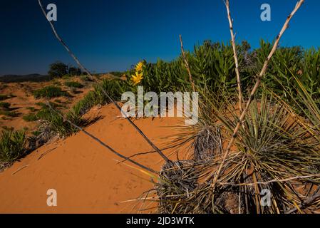 Fiori di campo gialli (orecchie di Mules) che fioriscono nelle dune di sabbia rosa di Coral. Fanno una dichiarazione audace nel paesaggio del deserto ogni anno nel mese di giugno. Foto Stock