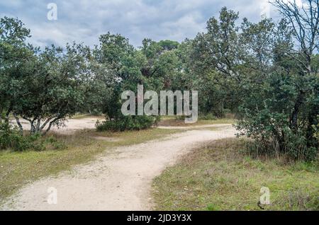 Vista sul Monte el Pardo, una grande area boschiva di Madrid, Spagna, una delle foreste mediterranee meglio conservate d'Europa Foto Stock