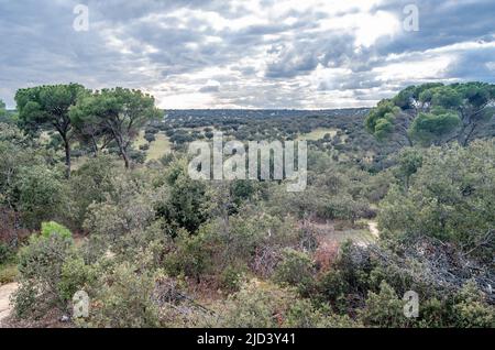 Vista sul Monte el Pardo, una grande area boschiva di Madrid, Spagna, una delle foreste mediterranee meglio conservate d'Europa Foto Stock