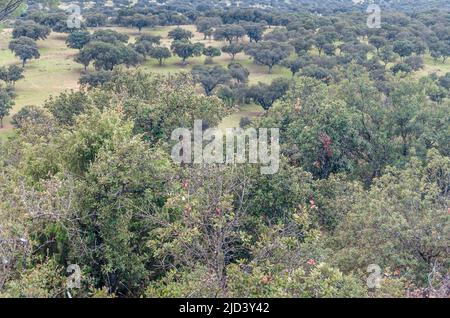 Vista sul Monte el Pardo, una grande area boschiva di Madrid, Spagna, una delle foreste mediterranee meglio conservate d'Europa Foto Stock