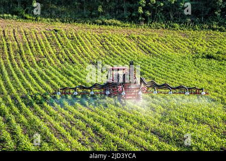 Trattore agricolo spruzzando pesticidi sul campo di maturazione piante di mais Foto Stock