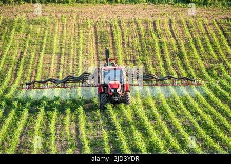 Trattore agricolo spruzzando pesticidi sul campo di maturazione piante di mais Foto Stock