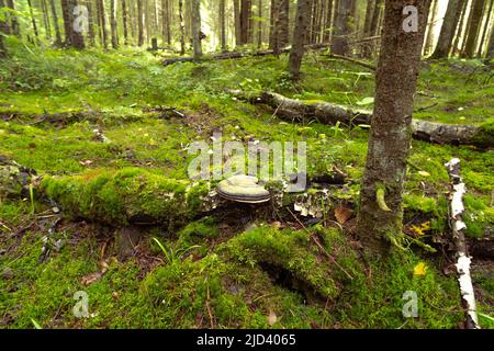 Paesaggio naturale di foresta di mosy in estate o inizio autunno con alberi verdi e funghi, parassita chaga fungo in natura. Foto Stock