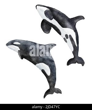 Acquerello illustrazione disegnata a mano di orca di balena killer, specie marine in pericolo, mare oceano fauna selvatica. Ambiente ecologico di balena bianca nera Foto Stock