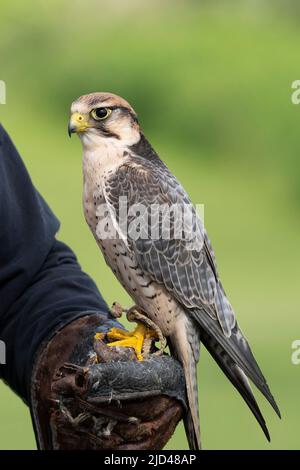 Lanner Falcon (Falco biarmicus) Foto Stock