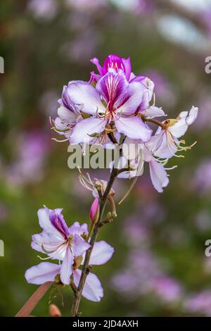 Rosa Bauhinia fiore albero, Closeup di fiori viola Orchidea albero. Porpora Bauhinia purea o Bauhinia blakeana. Foto Stock