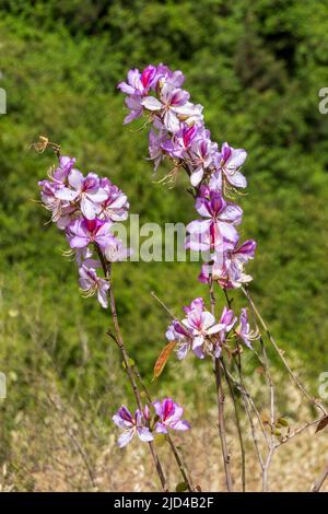 Rosa Bauhinia fiore albero, Closeup di fiori viola Orchidea albero. Porpora Bauhinia purea o Bauhinia blakeana. Foto Stock