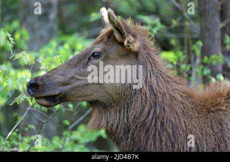 Testa alce femmina in profilo Foto Stock