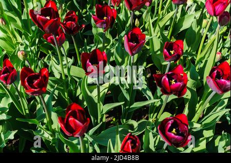 Tulipani bianchi e borgogna piantati nel parco della città Foto Stock