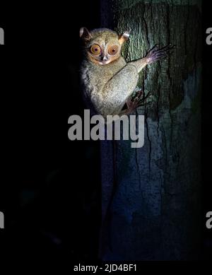 Tarsier occidentale (Cefalopachus bancanus) dal Parco Nazionale di Tanjung Puting, Borneo. Foto Stock