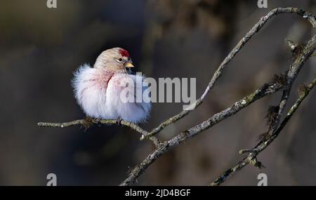 Arctic redpoll (Acanthhornemanni) da Pasvik, Finnmark, Norvegia nel mese di marzo. Foto Stock