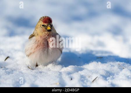 Arctic redpoll (Acanthhornemanni) da Pasvik, Finnmark, Norvegia nel mese di marzo. Foto Stock