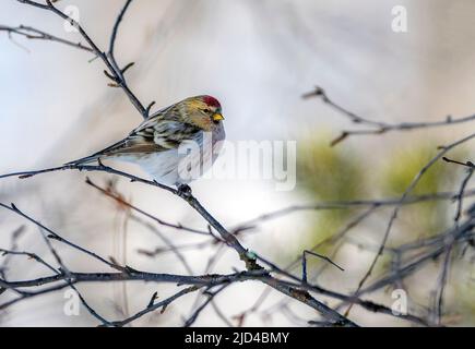 Arctic redpoll (Acanthhornemanni) da Pasvik, Finnmark, Norvegia nel mese di marzo. Foto Stock