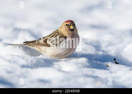 Arctic redpoll (Acanthhornemanni) da Pasvik, Finnmark, Norvegia nel mese di marzo. Foto Stock