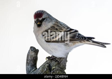 Arctic redpoll (Acanthhornemanni) da Pasvik, Finnmark, Norvegia nel mese di marzo. Foto Stock