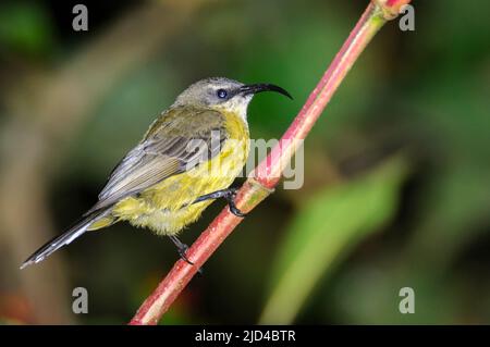 Sunbird (Cinnyris sp.), possibilmente femmina di Sunbird variabile (C. venustus) da Fort Portale (Regina Elisabeth NP), Uganda. Foto Stock