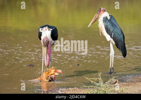 Le cicogne di Marabou (Leptoptilos crumeniferus) che si nutrono di un flamingo morto sul lago di Bogoria, Kenya. Foto Stock