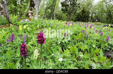 Orchidea fiorita di sambuco Foto Stock