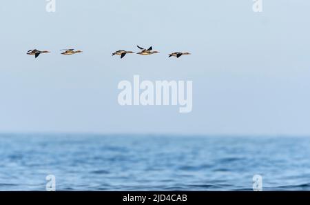 Mercanti di birra rossa (Mergus serrator) che migrano al largo di Rettangen (Rogaland, Norvegia occidentale) all'inizio di settembre. Foto Stock