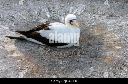 Nazca Booby (Sula grandi) nidificante a genovesa, Galapagos. Foto Stock