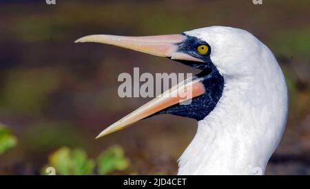 Ritratto di Nazca Booby (Sula grandi). Foto da Genovesa, Galapagos. Foto Stock