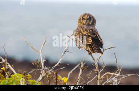 Gufo dalle orecchie corte (Asio flammeus) dall'isola di Genovesa, Galapagos. Foto Stock