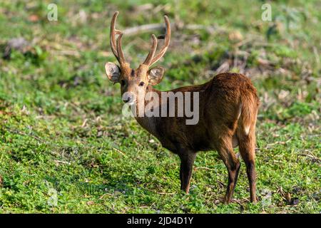 Cervi indiani di porco (Hyelaphus porcinus) dal Kaziranga National Park, Assam, India nord-orientale. Foto Stock