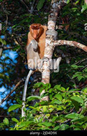 Scimmia proboscis maschile dominante (Nasalis larvatus) nel Parco Nazionale di Tanjung Puting, Kalimantan, Borneo (Indonesia). Foto Stock