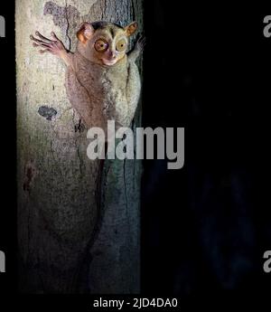 Tarsier occidentale (Cefalopachus bancanus) dal Parco Nazionale di Tanjung Puting, Borneo. Foto Stock