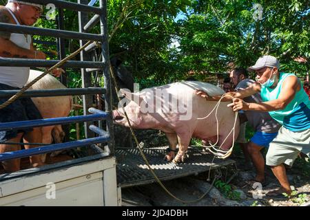 Zamboanguita, Filippine - Giugno 2022: Venditori di suini nel mercato Malatapay il 15 giugno 2022 a Zamboanguita, Negros Oriental, Filippine. Foto Stock