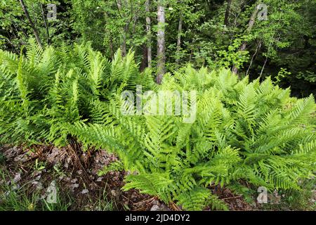 Felce maschio Foto Stock